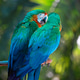 Couple of colorful macaw birds Couple of colorful macaw birds - PhotoDune Item for Sale