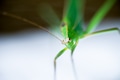 Green grasshopper on white background. Close up. Macro. Green grasshopper on white background. Close up. Macro. - PhotoDune Item for Sale