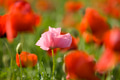 Pink Poppy Pink Poppy - PhotoDune Item for Sale