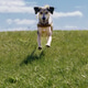 cheerful spotted Dog runs across field against blue sky background. dog is wearing collar. cheerful spotted Dog runs across field against blue sky background. dog is wearing collar. - PhotoDune Item for Sale