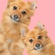 two dogs on pink background two dogs on pink background - PhotoDune Item for Sale
