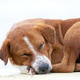 Brown and white dog sleeping soundly in a curled position Brown and white dog sleeping soundly in a curled position - PhotoDune Item for Sale