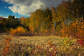 Forest and meadow in sunny autumn day Forest and meadow in sunny autumn day - PhotoDune Item for Sale