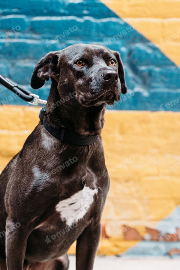 Pitbull Lab Pitbull Retriever Labrador Retriever Yellow John