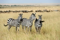 Zebra Zebra - PhotoDune Item for Sale