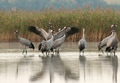 A group of cranes (Grus Grus) in the morning standing in the lake A group of cranes (Grus Grus) in the morning standing in the lake - PhotoDune Item for Sale