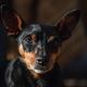 Close Up Portrait of Small Dog in Natural Light Close Up Portrait of Small Dog in Natural Light - PhotoDune Item for Sale