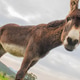 Portrait of donkey on a farm with overcast sunset sky. Portrait of donkey on a farm with overcast sunset sky. - PhotoDune Item for Sale
