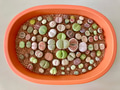 Pot of colourful lithops / pop of colours in a pot / my first pot of pebble plants Pot of colourful lithops / pop of colours in a pot / my first pot of pebble plants - PhotoDune Item for Sale