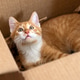 Ginger little cute cat plays in a small box. Fun for cats. Pets. Selective focus Ginger little cute cat plays in a small box. Fun for cats. Pets. Selective focus - PhotoDune Item for Sale