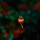 Rosehip Hanging by a Spider Web Thread Rosehip Hanging by a Spider Web Thread - PhotoDune Item for Sale