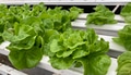 Hydroponic butterhead lettuce Hydroponic butterhead lettuce - PhotoDune Item for Sale