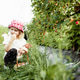 Cute little preschooler girl picking strawberries into woven basket in country fields with family Cute little preschooler girl picking strawberries into woven basket in country fields with family - PhotoDune Item for Sale