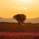 Purple lavender field of Provence at sunset Purple lavender field of Provence at sunset - PhotoDune Item for Sale