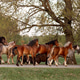 a herd of beautiful horses returns to the paddock from a pasture in the summer at sunset a herd of beautiful horses returns to the paddock from a pasture in the summer at sunset - PhotoDune Item for Sale