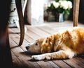 Golden Retriever Dog Laying on The Wooden Floor Golden Retriever Dog Laying on The Wooden Floor - PhotoDune Item for Sale