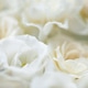 Flower white macroclose up beautiful flowers Flower white macroclose up beautiful flowers - PhotoDune Item for Sale
