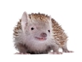 Portrait of Lesser Hedgehog Tenrec, Echinops telfairi, in front of white background Portrait of Lesser Hedgehog Tenrec, Echinops telfairi, in front of white background - PhotoDune Item for Sale