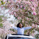 Happy African Girl Enjoying Freedom Standing Through Car Roof Under Pink Blossom Trees Happy African Girl Enjoying Freedom Standing Through Car Roof Under Pink Blossom Trees - PhotoDune Item for Sale