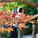 Japanese maple Japanese maple - PhotoDune Item for Sale