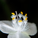 Close view of a white flower with yellow stamens showing details of its structure in natural light Close view of a white flower with yellow stamens showing details of its structure in natural light - PhotoDune Item for Sale