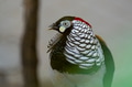 Lady Amherst’s Pheasant (Chrysolophus amherstiae), a stunning bird known for its intricate plumage Lady Amherst’s Pheasant (Chrysolophus amherstiae), a stunning bird known for its intricate plumage - PhotoDune Item for Sale