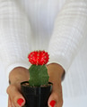 Woman holding a textured red cap cactus she planted in a small black pot for earth day Woman holding a textured red cap cactus she planted in a small black pot for earth day - PhotoDune Item for Sale