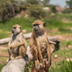 baboons baboons - PhotoDune Item for Sale