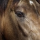 Golden dun young Andalusian horse. Close up. Golden dun young Andalusian horse. Close up. - PhotoDune Item for Sale