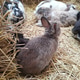 Many different and cute rabbits Many different and cute rabbits - PhotoDune Item for Sale