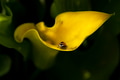 Close-up yellow calla lily with ladybird Close-up yellow calla lily with ladybird - PhotoDune Item for Sale