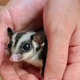 Hands And The Marsupial Named Oxo Hands And The Marsupial Named Oxo - PhotoDune Item for Sale