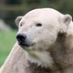 close view of a polar bear on blurred background close view of a polar bear on blurred background - PhotoDune Item for Sale