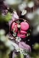 Top view on pink macaron cookies on wooden brown background with apple blossom Top view on pink macaron cookies on wooden brown background with apple blossom - PhotoDune Item for Sale