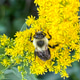 Common bumblebee on yellow flowers Common bumblebee on yellow flowers - PhotoDune Item for Sale