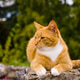 Handsome Ginger Cat Relaxing in a Garden Handsome Ginger Cat Relaxing in a Garden - PhotoDune Item for Sale