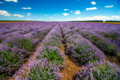 Lavender field Lavender field - PhotoDune Item for Sale