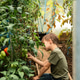 Unrecognizable boy sitting in greenhouse among green plants and looking at vegetables Unrecognizable boy sitting in greenhouse among green plants and looking at vegetables - PhotoDune Item for Sale
