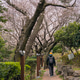 Man at walk in city park during cherry blossom Man at walk in city park during cherry blossom - PhotoDune Item for Sale