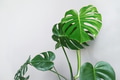 Monstera deliciosa or Swiss cheese plant in a gray concrete flower pot Monstera deliciosa or Swiss cheese plant in a gray concrete flower pot - PhotoDune Item for Sale