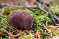Close-up Boletus mushroom on the ground in forest Close-up Boletus mushroom on the ground in forest - PhotoDune Item for Sale