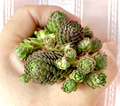 Hand clutching a beautiful cluster of succulent Hand clutching a beautiful cluster of succulent - PhotoDune Item for Sale