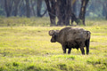 Back view of African buffalo in savannah Back view of African buffalo in savannah - PhotoDune Item for Sale