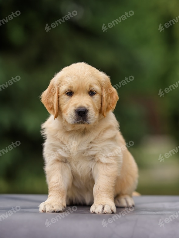 Labra Golden Dog Newborn Puppy Dog golden Retriever