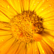 Bright yellow flower closeup with water droplets on petals showcasing nature Bright yellow flower closeup with water droplets on petals showcasing nature - PhotoDune Item for Sale