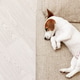 Cute puppy is sleeping on the sofa at home. Cute puppy is sleeping on the sofa at home. - PhotoDune Item for Sale