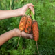 Child holding freshly harvested organic carrots from garden Child holding freshly harvested organic carrots from garden - PhotoDune Item for Sale