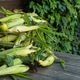 Busket with Freshly picked sweet corn in the garden. Whole corn Organic farm. summer meals. Busket with Freshly picked sweet corn in the garden. Whole corn Organic farm. summer meals. - PhotoDune Item for Sale