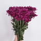 Hand holding bouquet of burgundy chrysanthemum flowers on neutral background Hand holding bouquet of burgundy chrysanthemum flowers on neutral background - PhotoDune Item for Sale