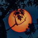 Great ball of fire orange sun behind smiling tree branches glowing thru foggy darkness like the moon Great ball of fire orange sun behind smiling tree branches glowing thru foggy darkness like the moon - PhotoDune Item for Sale